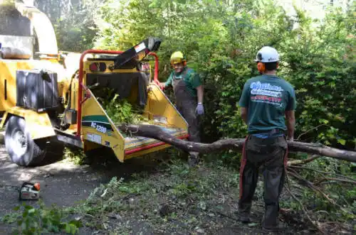 tree services Todd Creek